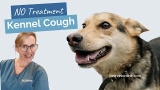 Kennel Cough In Dogs | No Treatment | Your Vet Online