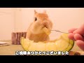 6歳のお祝いにポテト風をプレゼントしたらこうなりました【no.1316】