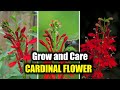 How to Grow and Care For Cardinal Flower A Native Plant