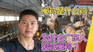 What kind of chicken is a castrated chicken? Why do Cantonese people only eat castrated chickens but