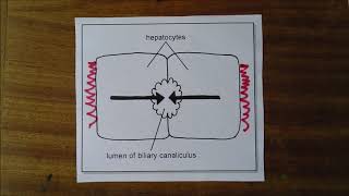 Liver in Diagrams 2, Liver lobes and lobules