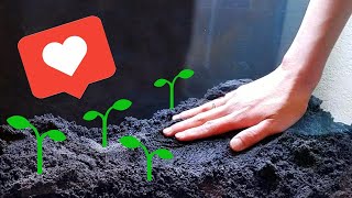 How to Set Up a Planted Tank with SAND | Shy Guys Jungle Tank Pt 1