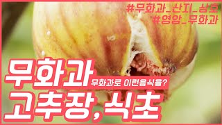 여왕의 과일,무화과 발효음식을 아시나요 #무화과고추장 #영암무화과