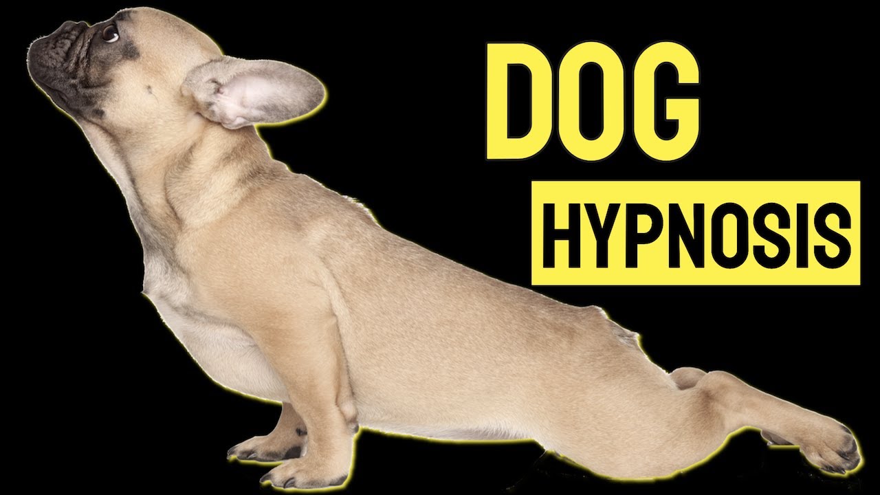 Sound To Hypnotise Dogs Youtube