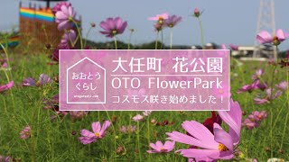 【コスモス開花状況】大任町の花公園にコスモス咲き始めました！