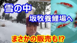 【金太郎錦鯉】新潟なめてた・・・