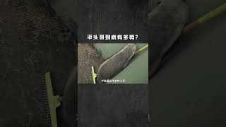 非洲乱不乱，平头哥说了算！平头哥到底有多勇？ #万物皆有灵性 #野生动物零距离 #奇妙的动物 #博物馆奇遇记2#shorts