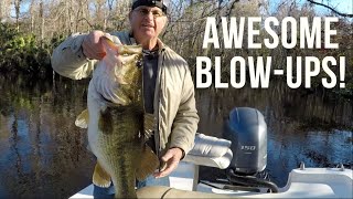 Early Season Scouting For Trophy Bass Using Wild Shiners