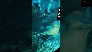 Dangerous fishes!Inside the sea!don't miss to watch.Beautiful fishes!