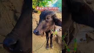 बेजुबान जानवर#shortsfeed #ytshorts #animals #animal shots #vlog #shortsfeed #minivlog #sad #rajastha