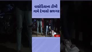 વાઘોડિયાના ટીબી ગામે દેખાયો અજગર | #vadodara #tv9gujarati #shorts #waghodia