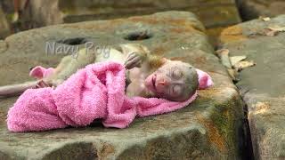 New abandoned monkey in Desperate Need of Towel Rescue! Poor Infant Hopeful for NGO Intervention