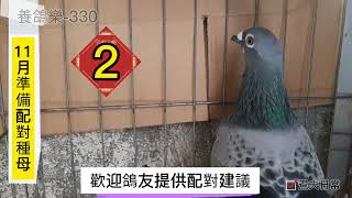 （煮夫日常-養鴿樂-230）北海冬季馬拉松~6羽戰將通過20趟外訓累積滿1000公里訓練~即將進入海訓階段~徵求下一批配對組合建議 #養鴿樂 #賽鴿#種鴿#賽鴿比賽 #馬拉松