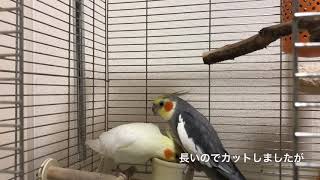 オカメインコのオスが粟穂を食べるまで