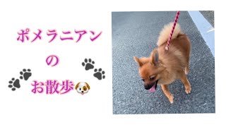 ポメラニアンの散歩🐶🎵