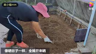 楼顶种菜：用种植箱种菜3年，泥土都是这样处理，不板结病虫害少