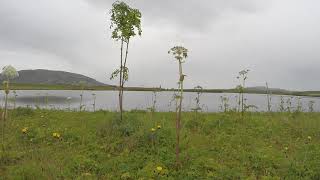 20200726_Brúarskógur_Úlfljótsvatn_Timer10min