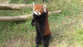 レッサーパンダ　リーファちゃん　二足で立ってリンゴを食べています　【のんほいパーク】Red panda Leafa-chan Toyohashi Zoo