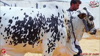 SABRI CATTLE FARM | GOLD COLLECTION | 2023 #sabricattlefarm