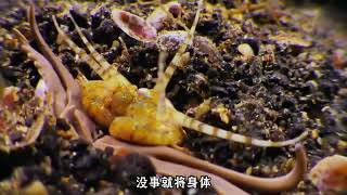 海里地狱蠕虫博比特虫：海洋生物的噩梦却被端上餐桌