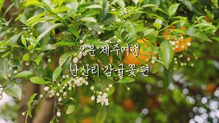 [2분 제주여행] 난산리(蘭山里) 감귤꽃 편 | 1분은 음악과 함께, 1분은 난산리 동네의 정겨운 소리와 함께 영상을 감상하세요. 이어폰으로 듣는 것을 추천합니다.