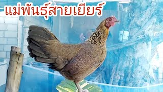 แม่พันธุ์ไก่เยียร์