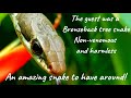 bronzeback tree snake