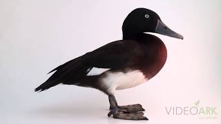 A critically endangered male Baer’s pochard (Aythya baeri) at the Plzen Zoo in Czech Republic.