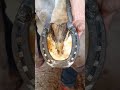 carriage horses ⚒️🔥.... farrier farrierlife farrierwork work passion horse horses