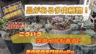 【こういうスタイルもある！　品がある多肉植物！】　お正月　特別動画　第4弾！　多肉植物専門店RuPo