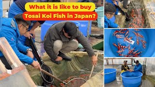 Tosai season Documentary: What it is like to buy Tosai Koi Fish in Japan?