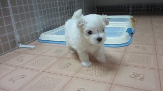 【マルチーズ】　かわいい　　maltese