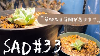 【SAD】育成#33 苺卵から質問です