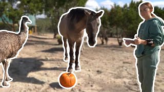 Giving Pumpkins To The Animals🎃 - 11/3/23