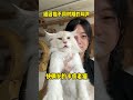 缅因猫不同时期的叫声~ 缅因猫 猫叫 万物可爱计划 被迫营业的猫猫