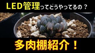 【多肉棚紹介♪】LEDで栽培しているハオルチア達【オブツーサの育て方】【ハオルシア】