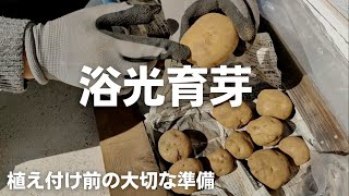 ジャガイモの浴光育芽【芽出し】【目的】【植付タイミング】2022年2月27日