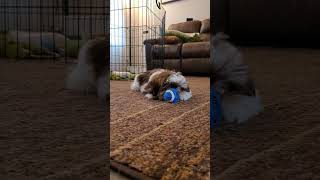 Marvin, the Shih Tzu puppy, deciding if he wants his foot or the ball. #shorts #puppy #MarvTV