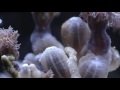 beautiful corals time lapse. Потрясающая красота морских кораллов