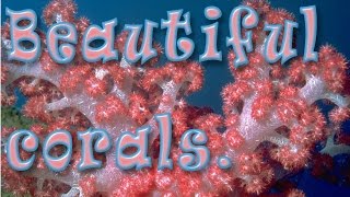 Beautiful corals Time lapse. Потрясающая красота морских кораллов!