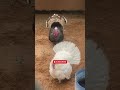 പീലി വിടർത്തിയ ടർക്കിയുടെ ഭംഗി 🥰 cute turkeys