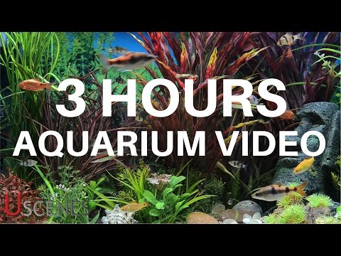 3 Hour Aquarium Video by Uscenes: FREE TV SCREENSAVER 3 Hour Aquarium Video by Uscenes: FREE TV SCREENSAVER