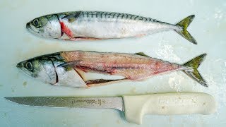 How to Fillet and Clean Atlantic Mackerel!