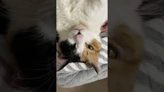 【猫動画】おさまりのいい猫 #shorts