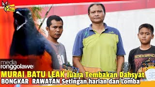 SUARA BURUNG : Murai Batu LEAK Juara Tembakan Dahsyat \u0026 BONGKAR RAWATAN Setingan harian dan Lomba.