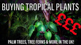 Where to Buy UK Tropical Plants: Buying Tips & Suppliers for Palm Trees, Tree Ferns & More