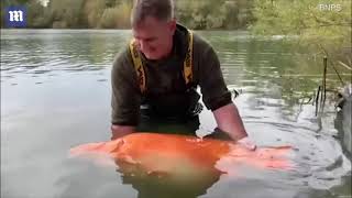 30kg: the biggest goldfish ever known could have been caught