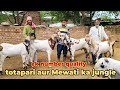 big size totapuri aur Mewati 2025 mein taiyar hone wale Zakir goat farm  74148 58199 Rajasthan