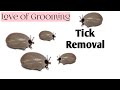 How to Properly Remove A Tick How to Properly Remove A Tick