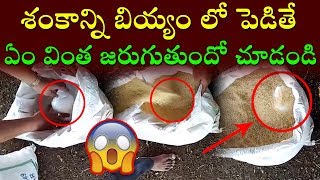 ఈ శంఖం వింత చూశారంటే ఆశ్చర్యపోతారు | Mindblowing Cone Magic | Gossip Mantra